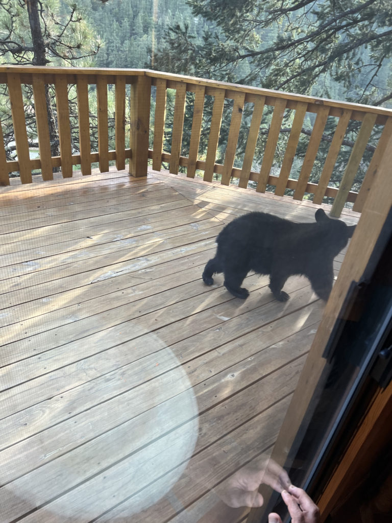 A black bear cup wanders on the deck of a cabin at Bosques de Monterreal during a trip in Oct. 2022. Bears are a common sight in this area and are often attracted by food and trash left by guests.